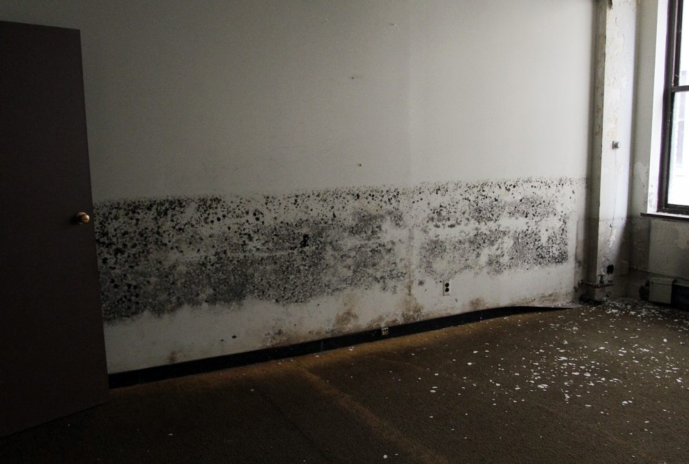 Black mold is collecting on the walls. 