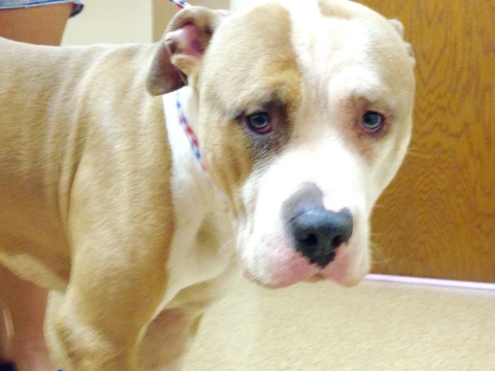 Beloved family dog dies after being covered in blood, feces at city of Detroit shelter
