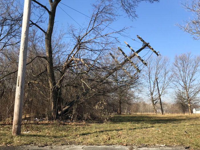 Tens of thousands of dead trees wreak havoc in Detroit’s neighborhoods