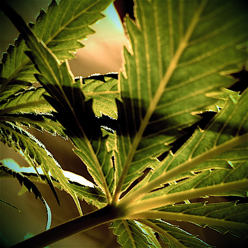 Pot leaf