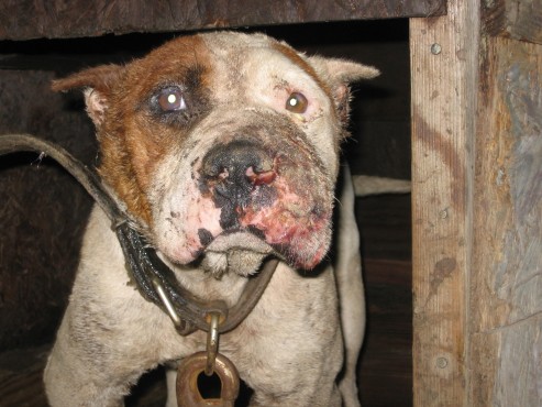 Mangled dogs rescued from Pontiac homes in crackdown on dog-fighting ring
