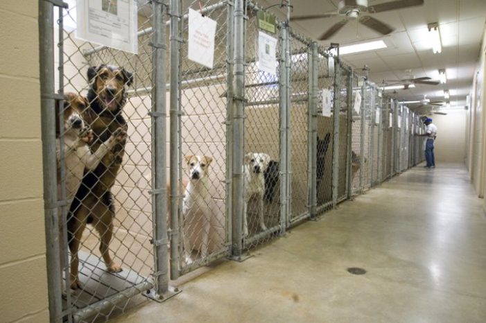 State launches investigation into 17 animal shelters in Michigan for alleged violations