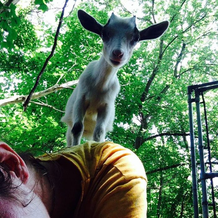 Detroit officers seize goats, chickens from sobbing homeowner over ‘farm’ ordinance
