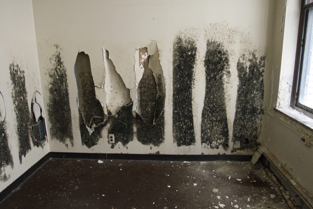 Over the past year, a lot of black mold has collected along the walls. 