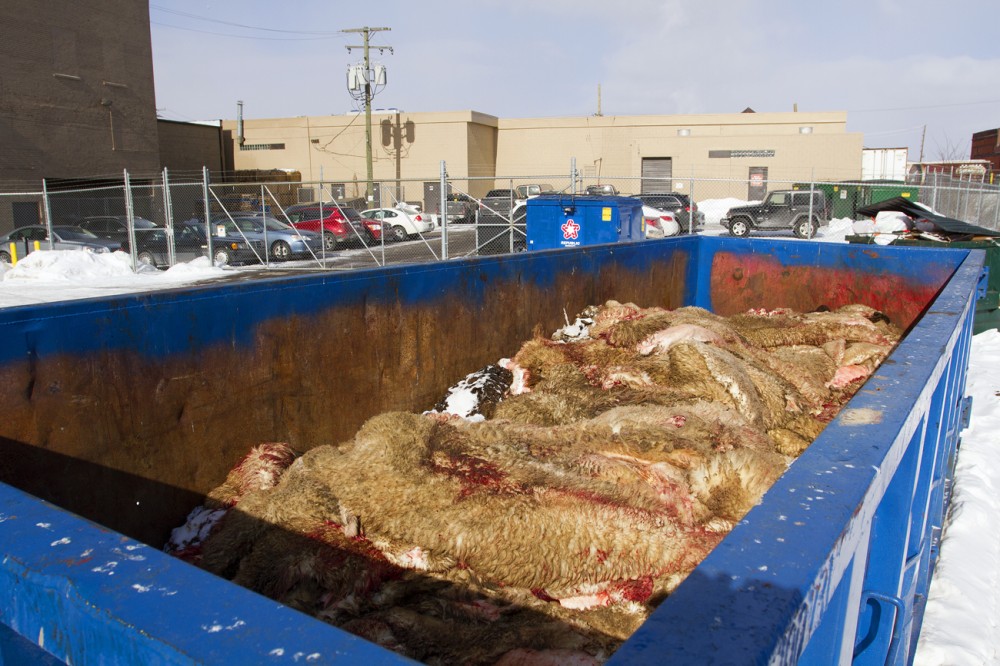 Berry and Sons Islamic Slaughter House is dumping lamb skins and remains in a dumpster at the Eastern Market. Steve Neavling/MCM 