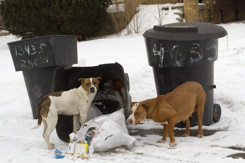 Thousands of stray, hungry dogs roam Detroit's streets. By Steve Neavling/MCM
