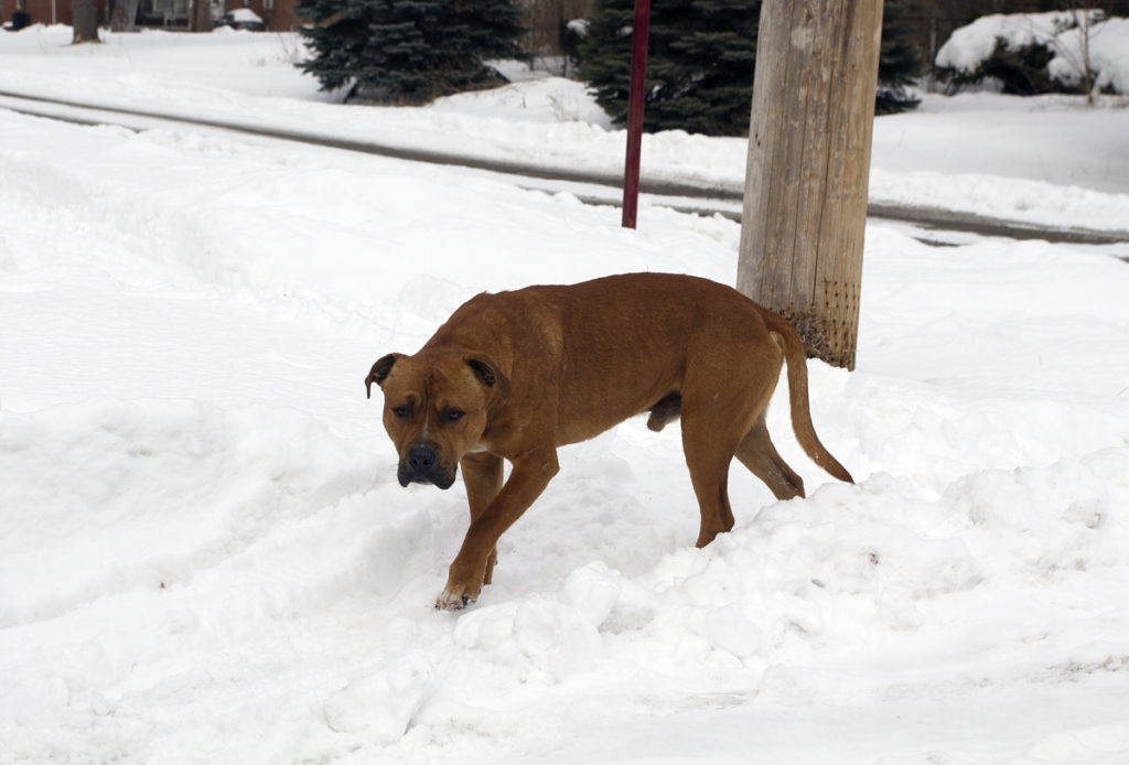 Thousands of homeless, neglected dogs wander Detroit's streets. By Steve Neavling/MCM