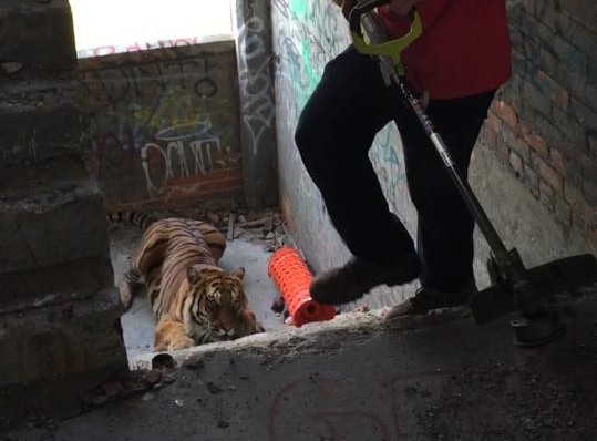 Tiger found at the Packard Plant. Photo via Andy Didorosi's Facebook page. 