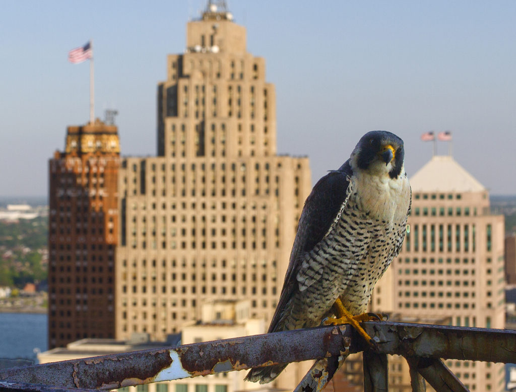 10 Photos: Breathtaking view from 38-story Book Tower – Motor City ...