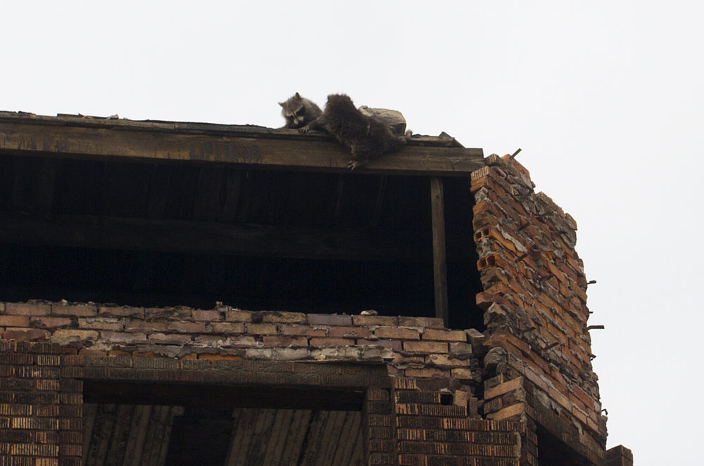 Two raccoons scramble after a third fell from the third floor. 