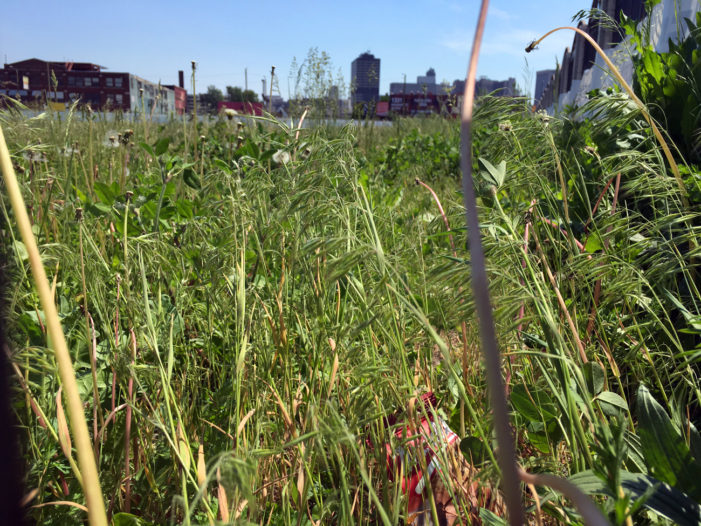 New Willie Horton Field of Dreams is nightmare for Corktown residents